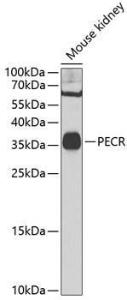 Antibody anti-PECR 100 µl