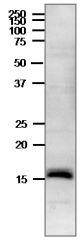 Anti-Ferredoxin-3 Rabbit Polyclonal Antibody