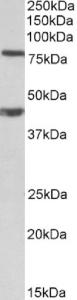 EB11465 (1 µg/ml) staining of NIH3T3 lysate (35 µg protein in RIPA buffer). Primary incubation was 1 hour. Detected by chemiluminescence.