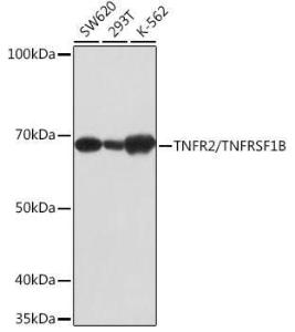 Western blot analysis of extracts of various cell lines, using Anti-TNF Receptor II Antibody [ARC0397] (A308412) at 1:1,000 dilution. The secondary antibody was Goat Anti-Rabbit IgG H&L Antibody (HRP) at 1:10,000 dilution.