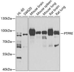 Western blot analysis of extracts of various cell lines, using Anti-PTPRE Antibody (A10085) at 1:1,000 dilution