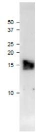 Anti-Ferredoxin-3 Antibody