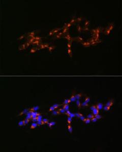 Anti-Mint-1 Rabbit Polyclonal Antibody