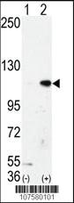 Anti-KDM1A Rabbit Polyclonal Antibody