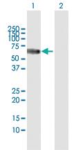 Anti-TCN1 Rabbit Polyclonal Antibody