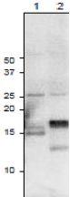 Anti-Ferredoxin-3 Antibody