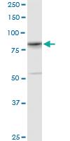 Anti-YY1AP1 Mouse Monoclonal Antibody [clone: 2G7]