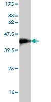 Anti-TWSG1 Mouse Monoclonal Antibody [clone: 6E6]