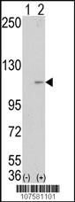 Anti-KDM1A Rabbit Polyclonal Antibody