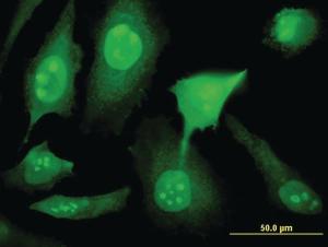 Anti-YY1AP1 Mouse Monoclonal Antibody [clone: 2G7]