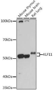 Antibody A308413-100 100 µl