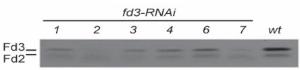 Anti-Ferredoxin-3 Antibody