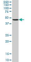 Anti-CXCR4 Mouse Monoclonal Antibody [clone: 2A9]