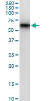 Anti-TCN1 Rabbit Polyclonal Antibody