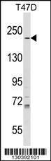 Anti-IQGAP1 Rabbit Polyclonal Antibody (HRP (Horseradish Peroxidase))