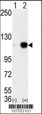 Anti-KDM1A Rabbit Polyclonal Antibody