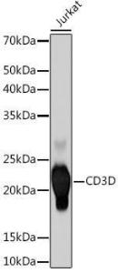 Western blot analysis of extracts of Jurkat cells, using Anti-CD3D Antibody [ARC1741] (A308414) at 1:500 dilution