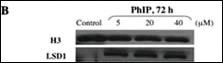 Anti-KDM1A Rabbit Polyclonal Antibody