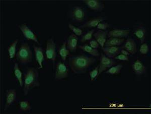 Anti-SRSF3 Mouse Monoclonal Antibody [clone: 2D2]