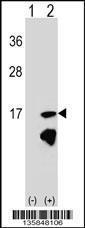 Anti-ERH Rabbit Polyclonal Antibody (AP (Alkaline Phosphatase))