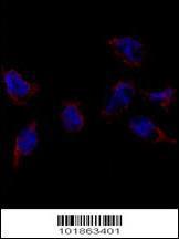 Anti-BMP7 Rabbit Polyclonal Antibody (APC (Allophycocyanin))