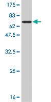 Anti-STAT5B Mouse Monoclonal Antibody [clone: 1F5]