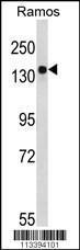 Anti-ARID3B Rabbit Polyclonal Antibody (PE (Phycoerythrin))