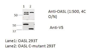 Anti-OASL Rabbit Polyclonal Antibody