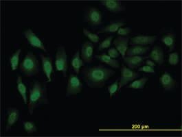 Anti-SRSF3 Mouse Monoclonal Antibody [clone: 2D2]