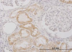 Anti-PI15 Mouse Monoclonal Antibody [clone: 3B5]