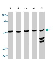 Anti-CASP10 Rabbit Polyclonal Antibody