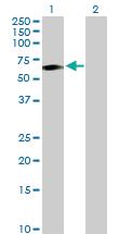 Anti-TCN1 Rabbit Polyclonal Antibody