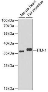 Antibody anti-ITLN1 100 µl