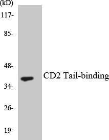 Western blot analysis of the lysates from HeLa cells using Anti-CD2 Tail-binding Antibody