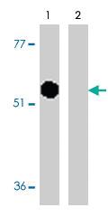 Anti-CASP12 Rabbit Polyclonal Antibody