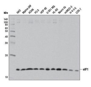 Anti-EIF1 Rabbit Monoclonal Antibody [clone: 13G29]