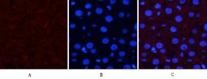 Antibody anti-SAPK phospho THR183 100 µg