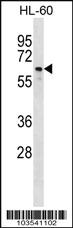 Anti-CDC7 Rabbit Polyclonal Antibody