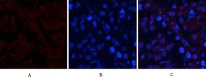 Antibody anti-SAPK phospho THR183 100 µg