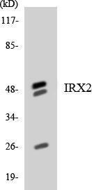 Western blot analysis of the lysates from HeLa cells using Anti-IRX2 Antibody