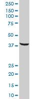 Anti-SRSF5 Mouse Polyclonal Antibody