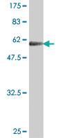 Anti-PLSCR3 Mouse Polyclonal Antibody