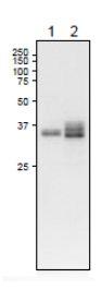 Anti-Leaf FNR1 Antibody