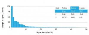 Analysis of protein array containing more than 19000 full-length human proteins using Anti-C1QA Antibody [C1QA/2954]