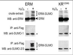 Anti-SUMO1 Rabbit Polyclonal Antibody