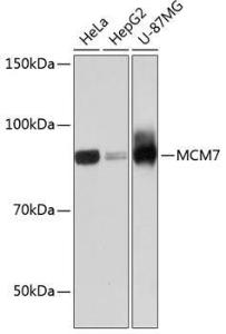 Western blot analysis of extracts of various cell lines, using Anti-MCM7/PRL Antibody [ARC0573] (A80798) at 1:1,000 dilution