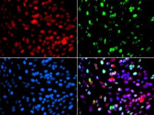 Immunofluorescence analysis of GFP-RNF168 transgenic U2OS cells using Anti-POLD3 Antibody (A10090)