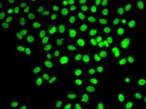 Immunofluorescence analysis of U2OS cells using Anti-POLD3 Antibody (A10090)