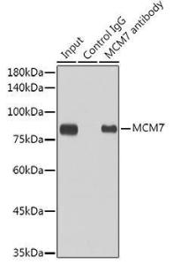 Immunoprecipitation analysis of 300 µg extracts of HeLa cells using 3 µg of Anti-MCM7/PRL Antibody [ARC0573] (A80798). This Western blot was performed on the immunoprecipitate using Anti-MCM7/PRL Antibody [ARC0573] (A80798) at a dilution of 1:1000