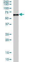 Anti-MARK4 Goat Polyclonal Antibody